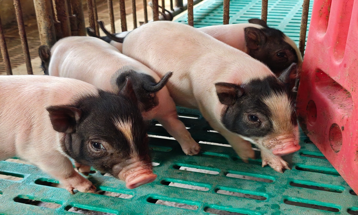 [Global Times]Chinese scientists develop world’s first LXRα gene-edited pigs for cardiovascular research