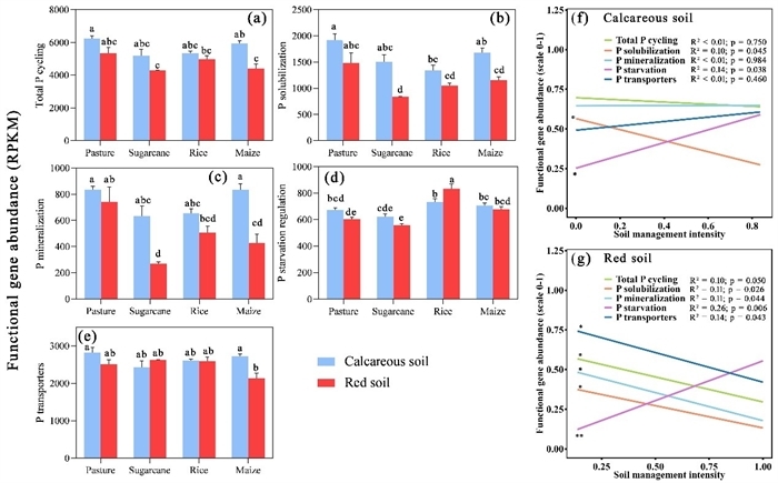 Uncovering the Causes of Farmland Phosphorus Limitation: Insights from Phosphorus-Cycling Microbes
