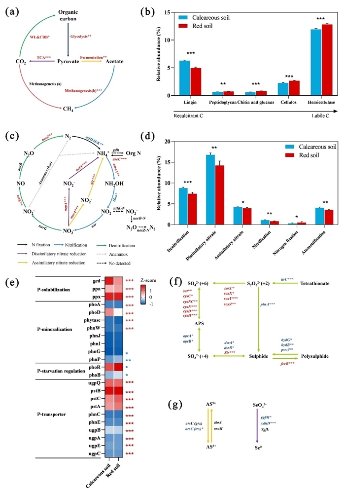 Microbial Metabolism and Life Strategies Reveal the Functional Mechanism of Soil Carbon Cycling