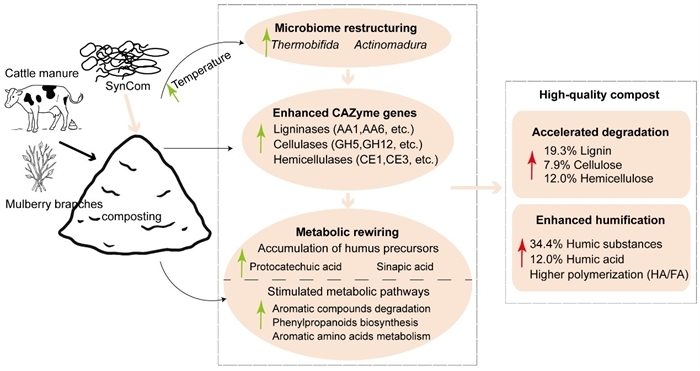 Synthetic Microbial Communities Significantly Enhance Humus Synthesis and Biosafety in Composting