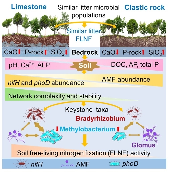 Lithology and Climate Warming Regulate Soil Nutrients via Microbial Interactions, Study Finds