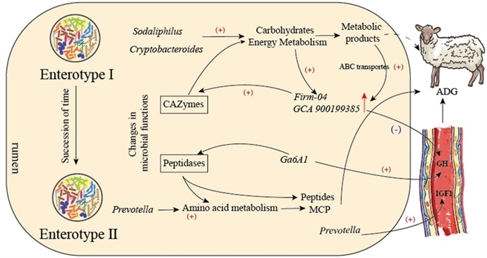 Scientists Uncover the Critical Microbioal Makers Associated with Growth Performance in Hulunbuir Sheep