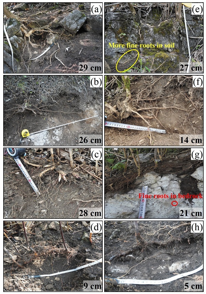 Soil-Rock Structure Controls on Plant Water Adaptation Strategies in Karst Regions, Study Find