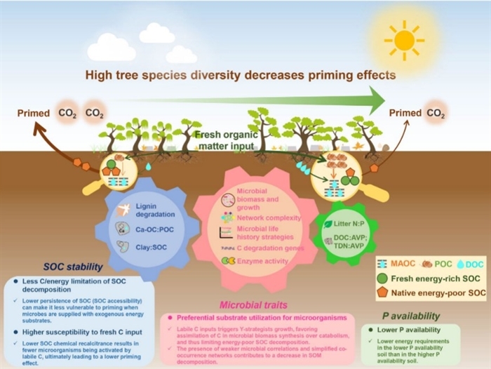 Chinese Scientists Revealed How Tree Species Diversity Suppresses Soil Carbon Priming Effects In Subtropical Karst Forest