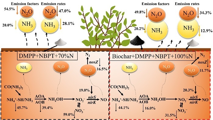 New Strategy for Reducing Nitrogen Losses and Sustaining Tea Production in the Subtropics