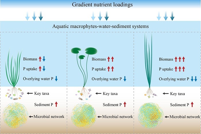 Scientists Uncover How Phosphorus Migration and Transformation in Wetland Systems