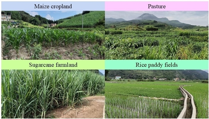 New Scientific Micro-Food Web Recovery Contributes to the Agricultural Sustainability