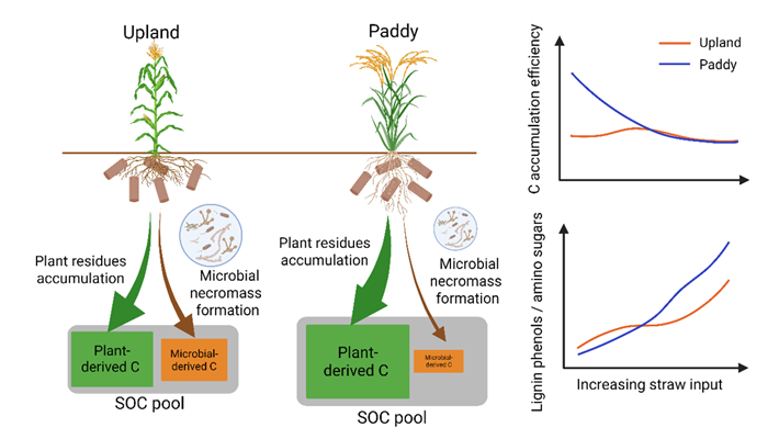 Researchers Develop Novel Straw Granulation Technology for Rapid Soil Carbon Sequestration in Infertile Agricultural Soils