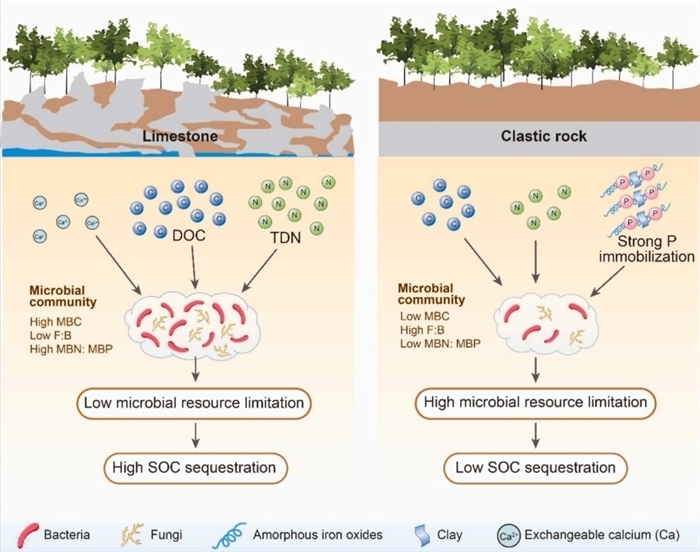 Lithological Controls on Soil Microbial Resource Limitation in Subtropical Forests of Southwest China, New Research