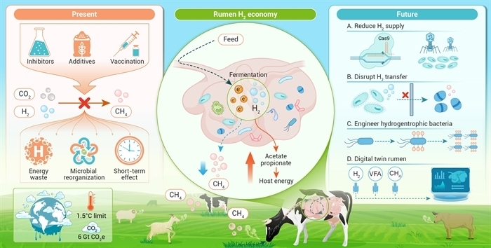 Rewiring the Rumen Hydrogen Economy: A New Strategy for Methane Mitigation and Sustainable Livestock Production