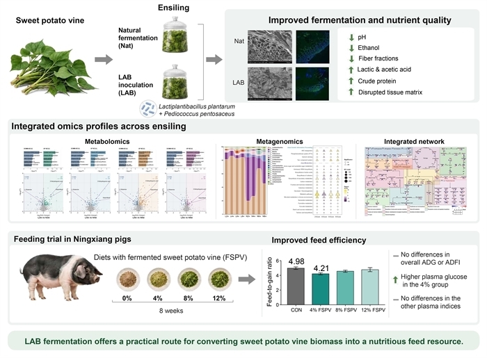 Bacterial Fermentation Turn Sweet Potato Vines into a Feed Resource