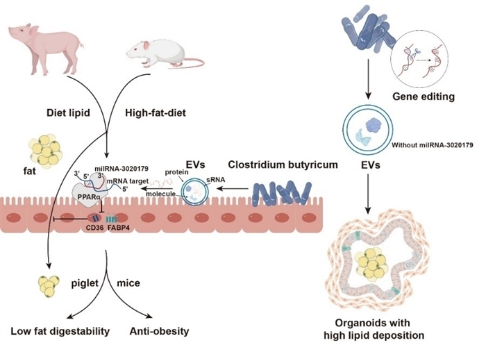 Gut Microbiota-Derived Extracellular Vesicles Modulate Piglets Lipid Metabolism